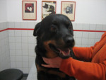 Bora,rottweiler, is wisselend kreupel rechts en links voor.